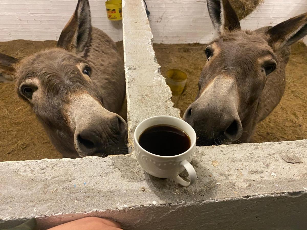 Hospedaje Rancho Guadalupe La Suiza Eksteriør bilde